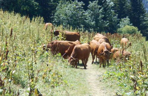 Le cheval blanc E7 - Photo 33