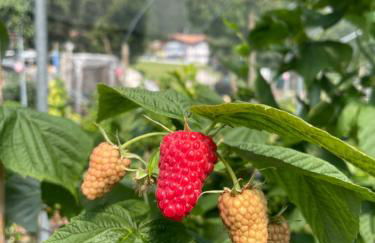 Agriturismo Girasole - Foto 25