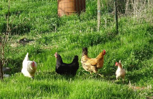 Agriturismo Podere Padolecchie - Azienda Agricola Passerini - Foto 14