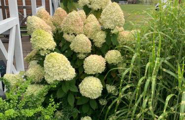 Dzika Plaża Wierzchucino - Foto 15