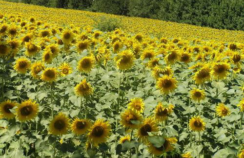 Genius Loci Country Inn - Photo 31