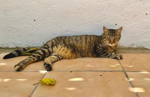 Estudio adosado con jardín y parking privado - Photo 17