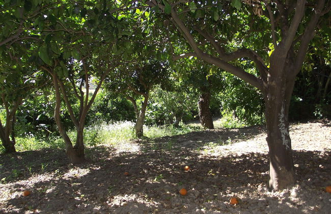 Casale delle Rose - Photo 55