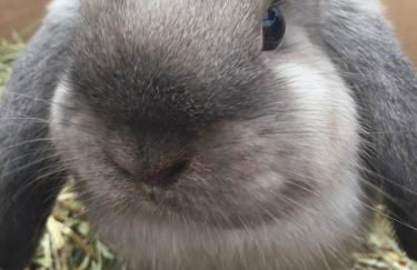 Willow Court Farm Studio South & Petting Farm, 8 mins from Legoland & Windsor, 15 mins from Lapland UK - Foto 100