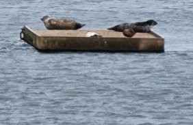 Calming Sea View City Apartment - Foto 14