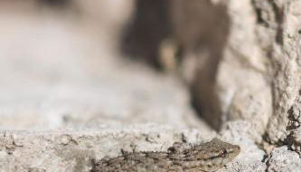 Dimora Bolsone - Foto 4