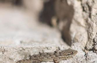 Dimora Bolsone - Foto 4