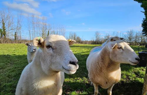 Rural Escape and Dog Friendly - Photo 21