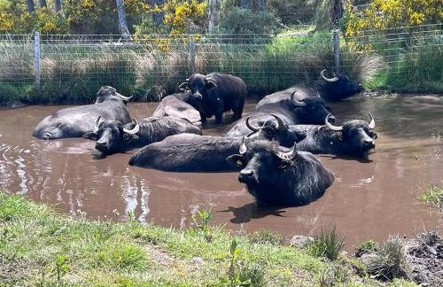 Primrose Straw Bale Cabin - Foto 15