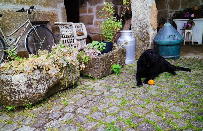 Casa das Palmeiras - Pedagogic Farm - Foto 119