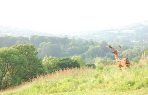 Stables, 1 or 2 bedroom Eco earth house, edge of Dartmoor - Foto 19
