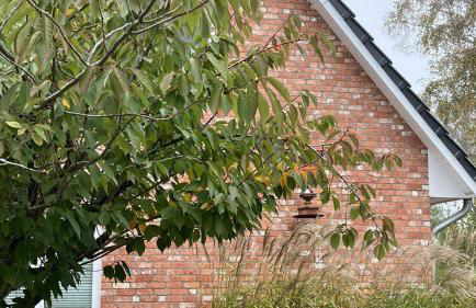 Duenenhuus - Foto 32