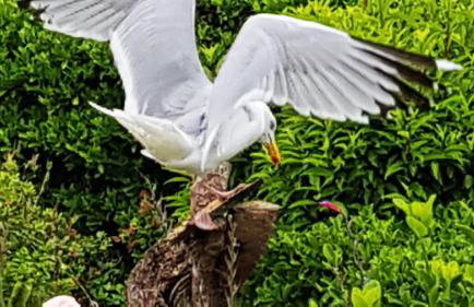 Seagulls Porthcothan Bay Cottage - Foto 16