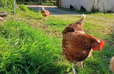 Hazel Cottage, Frithelstock - Foto 33