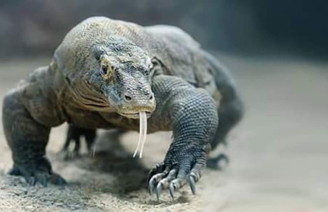 Komodo Boat Trip - Foto 28