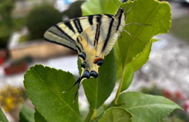 La Villa dei Nonni - Foto 66