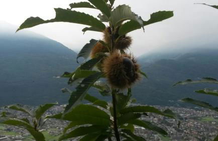 Agriturismo da Ysy - Foto 14