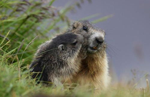 Appartamenti Césa Col De Pin - Foto 41