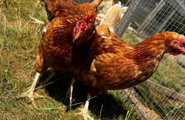 Ferienhof Hofmann - Foto 25