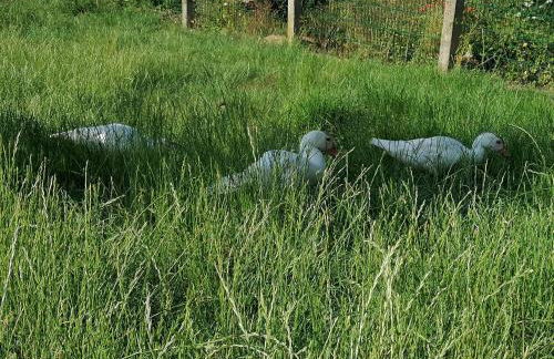 Ferienhaus Putzke - Foto 37