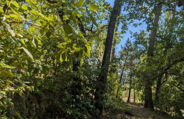 Pavillon La Ruine - Foto 21