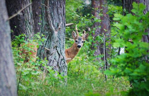 Upstalsboom Residenzen Trassenheide - Foto 38