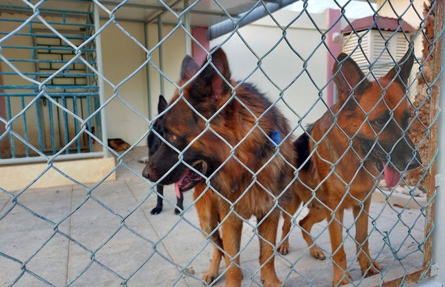 Asahalah Farm Villas - Photo 39