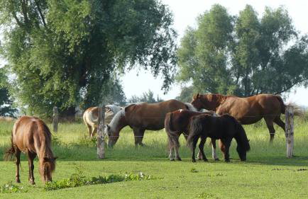 Hof Thomsen - Foto 19