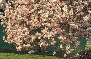 JARDIN DE CAMPAGNE - Foto 37