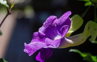 Cabanas Jardim dos Canyons - Foto 89