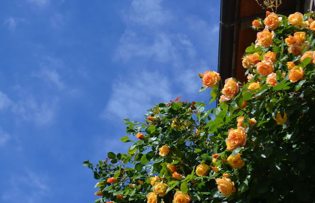 Agriturismo Le Case di San Vivaldo - Foto 68