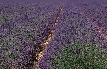 Entre Vignes & Piano "Symphonie" studio 4 personnes - Foto 44