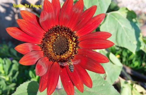 Ninho Da Poupa - Foto 57