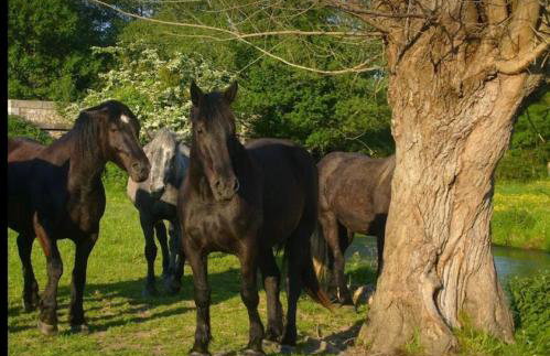 La Meunière - Foto 25