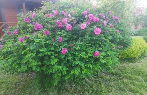 Domek Dobra - Foto 24