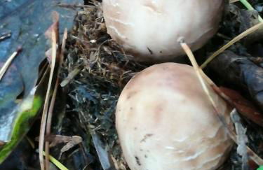 FeWo in Köpenick - Foto 20