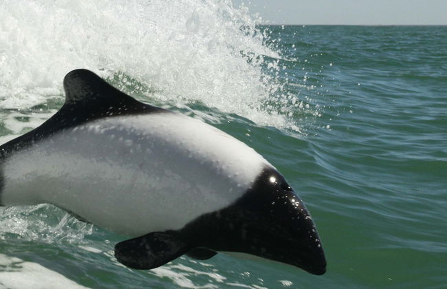 Avistamiento de delfines en Puerto Rawson - Foto 9