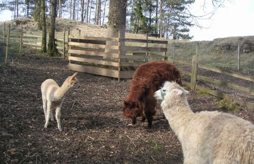 Natur-Aktiv-Hof Thiem - Foto 33