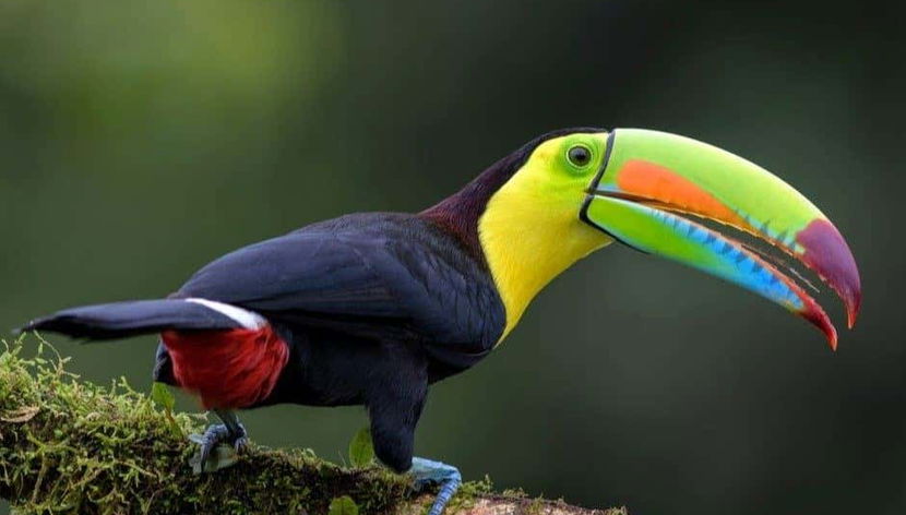 Contemplando as diversas aves que vivem nestas paisagens