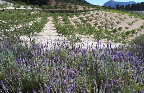 Cortijo Blanco - Foto 7