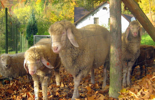 3 bedroom House in Stárkov with swimming pool and garden - Photo 28