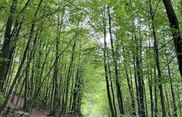 Ganze Ferienwohnung in idyllischer Umgebung - Foto 10
