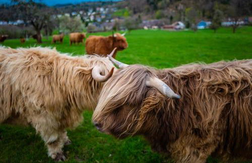 Apartment Schwarzwald Panorama - Foto 26