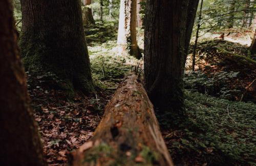 BodenSEE Apartment Neukirch Goppertsweiler HASE - Foto 30