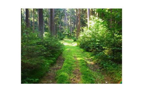 Frankenwaldhaus Comfortable Holiday Residence - Foto 49