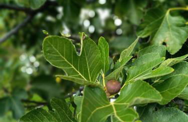 Las Casitas de Higuera - Foto 10