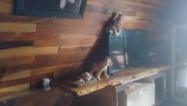 Chalé toca do tigre - Foto 5