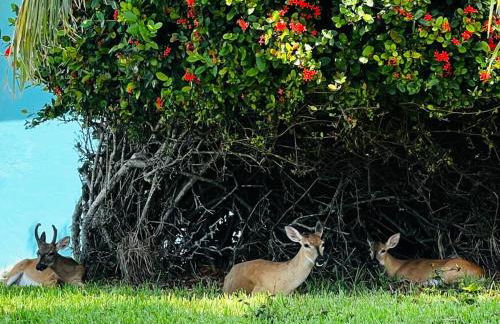 Seashells Getaway - Boat Slip, Ramp, Pool - Foto 30