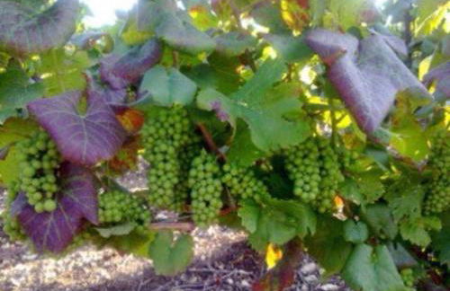 Le Cocon à Ay-Champagne Escapade romantique & dégustation de Champagne - Foto 23