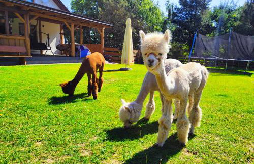 Agroturystyka Zagroda Alpaka - Foto 32